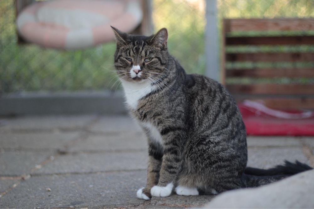 Spokojny, delikatny i młody Chips czeka na szansę na dom!