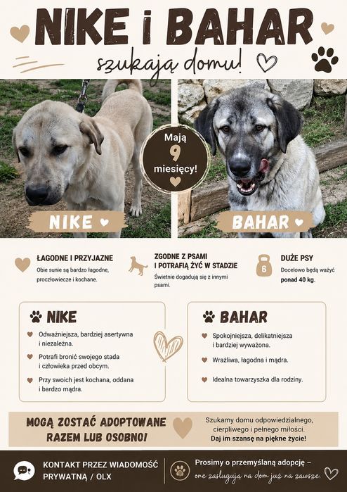 9- miesięczne suczki do adopcji cała Polska