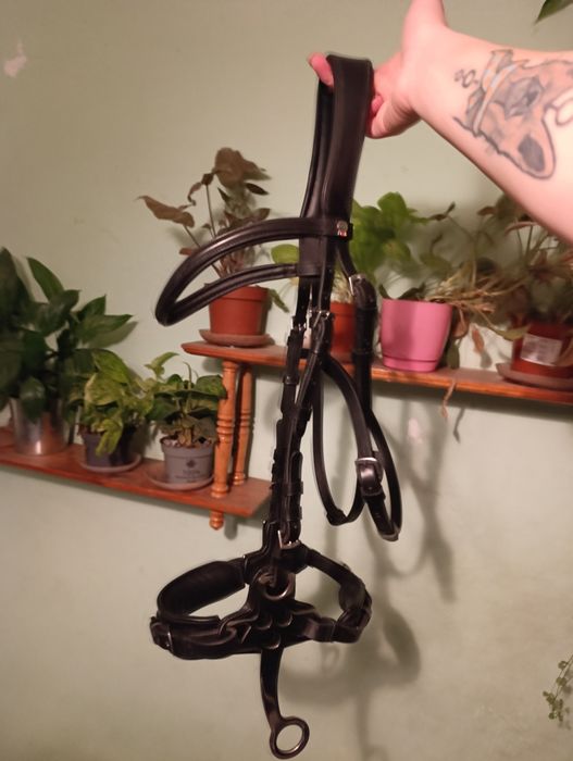 Hackamore full sprzedaż lub wymiana na cob