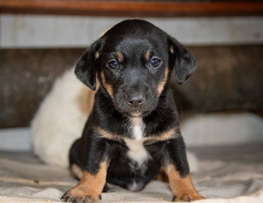 Отдам даром в добрые руки щенков