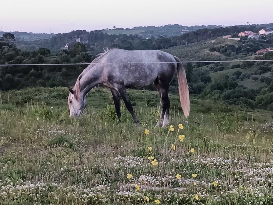 Poldro lusitano 3 anos