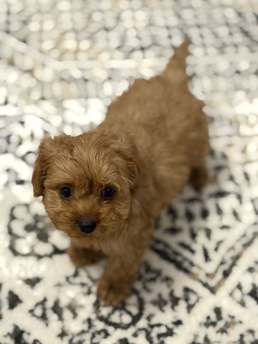 Cavapoo  piesek certyfikat