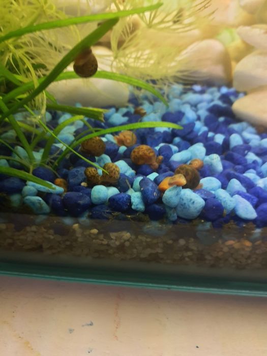 Caracois Aquario Planorbis