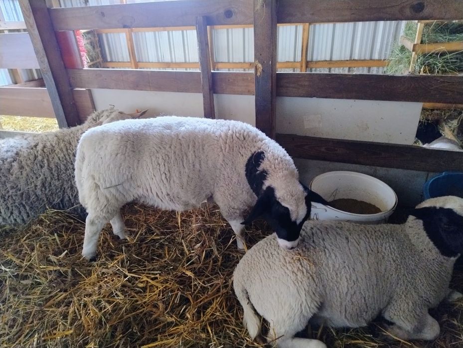 Baranek dorper suffolk