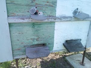 продам бджолопакети