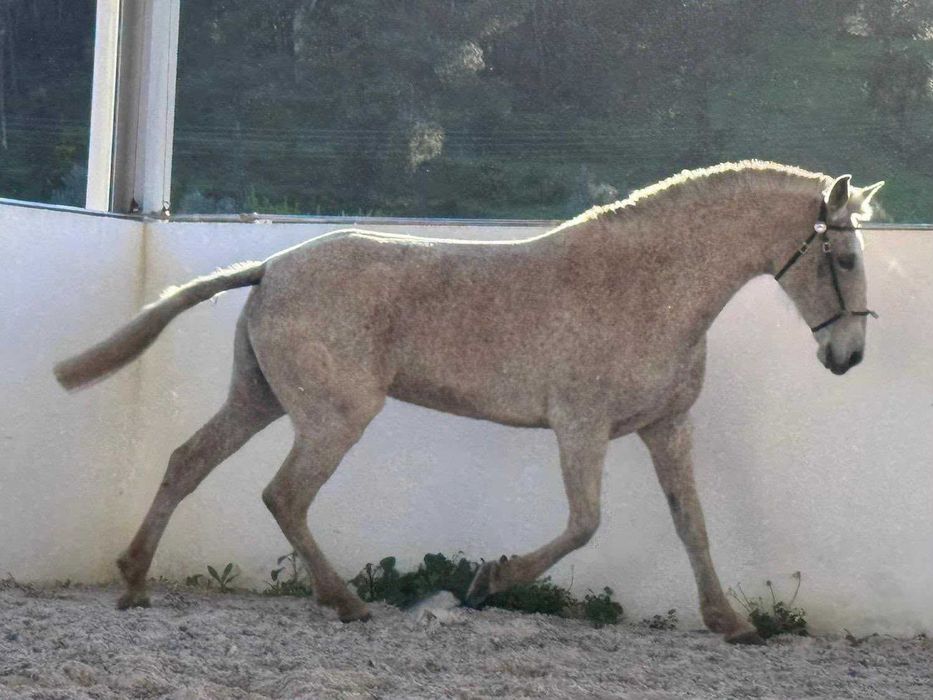 Égua Puro Sangue Lusitano Pontuada