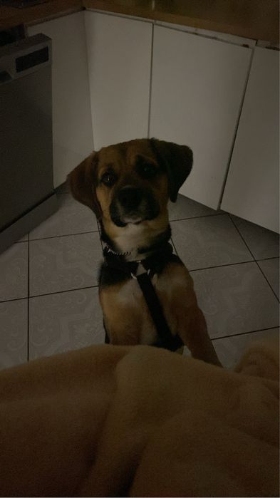 Oddam pieska- Beagle