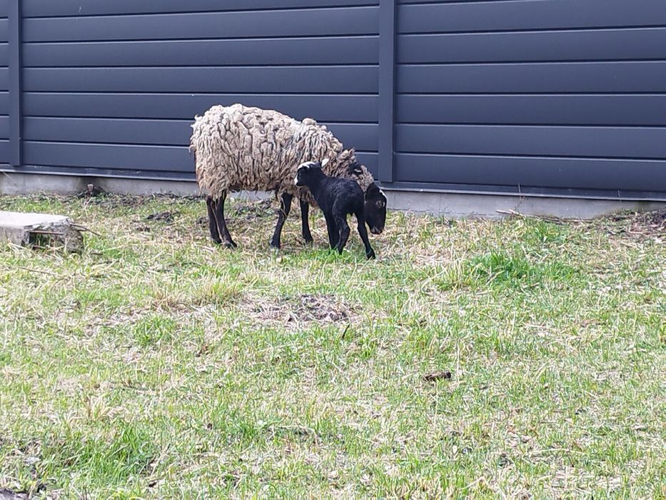 Вівці Ягнята Баран Романівська
