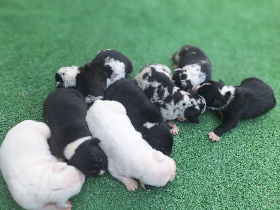 American bully  szczenię  z metryką