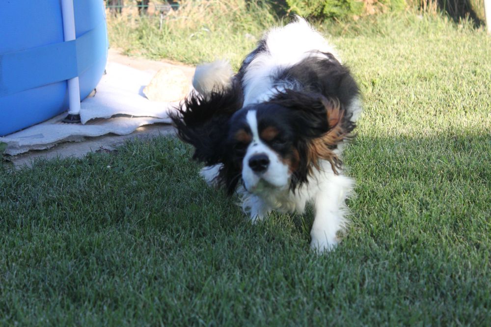 Кавалер Кінг Чарльз Спаніель триколор, хлопчик