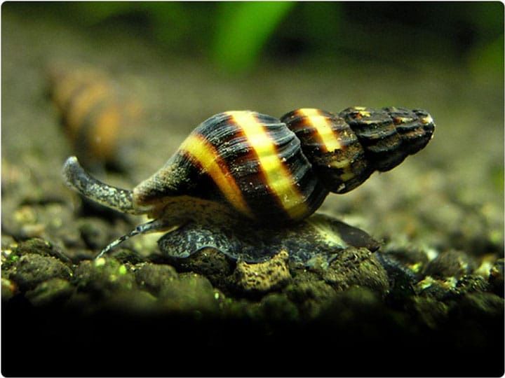 Caracol Helena – Controlo Natural de Pragas
