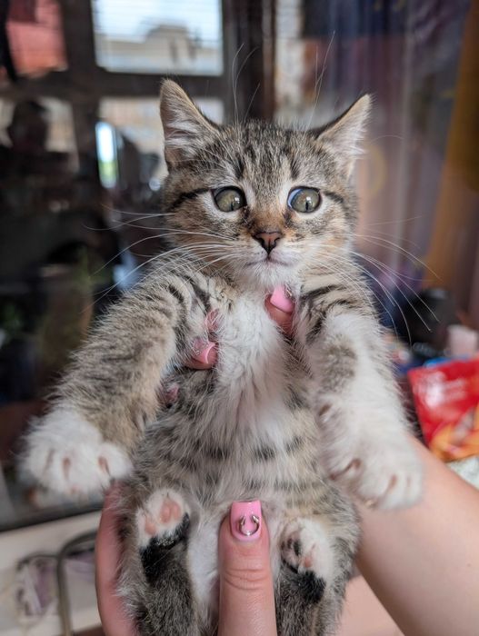 Кошеня шукає родину!