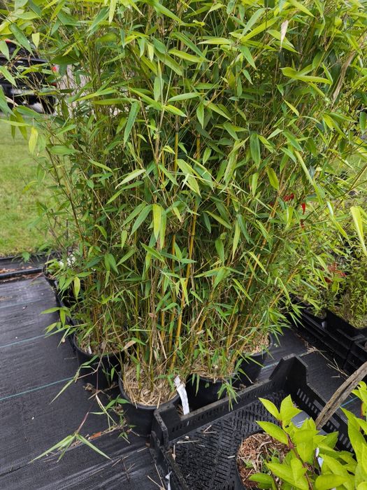 Bambus drzewiasty Spectabilis gęsta sadzonka DONICCA C5 130 cm mrozoodporny