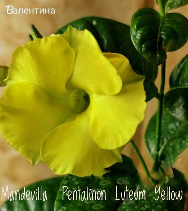Діпладенія мандевілла Pentalinon Luteum Yellow