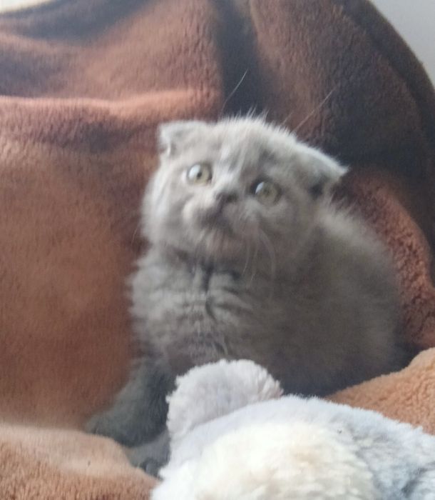 Девочка шотландский скоттиш фолд