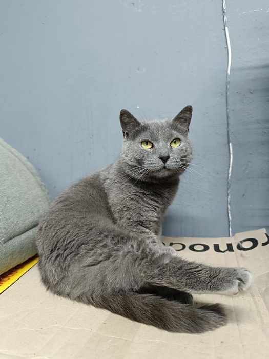 Метис британки бесплатно