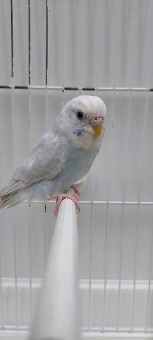 11 Periquitos australianos