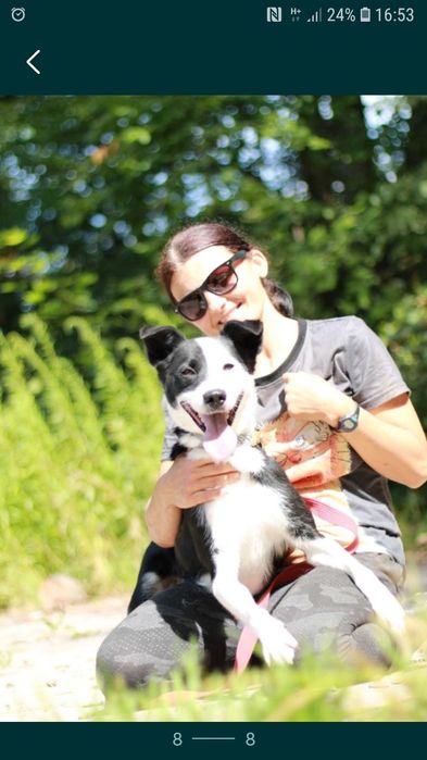 BIMM - mix border collie. 5- letni, łagodny