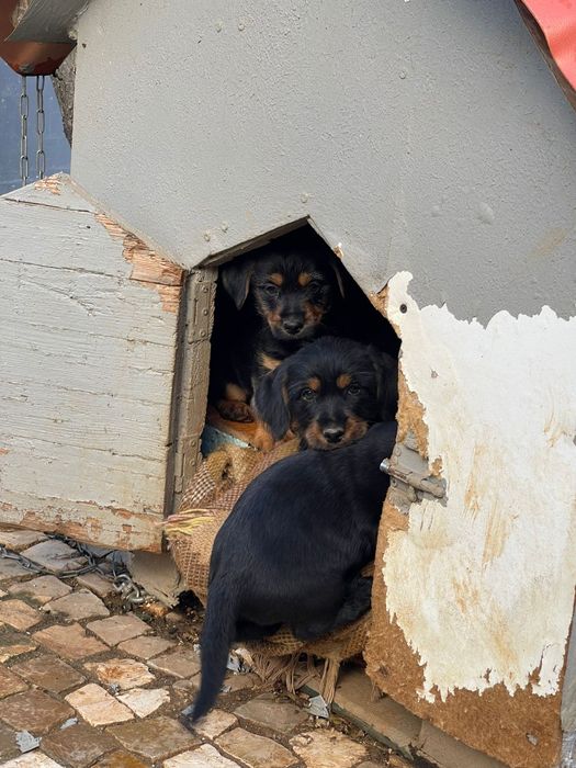 Cães bebés adoção