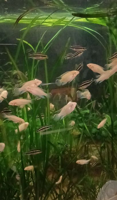 Kribensis (pelvicachromis pulcher)