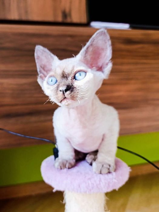 Koteczka Devon Rex DEE DEE