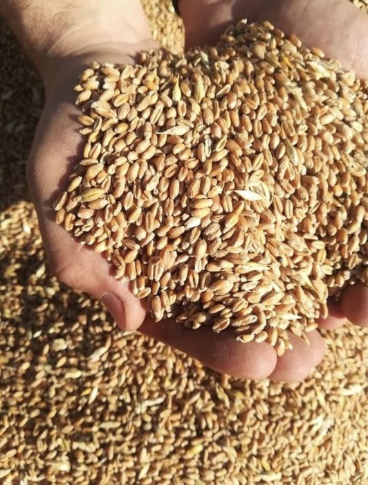 Pszenica z wlasnej uprawy