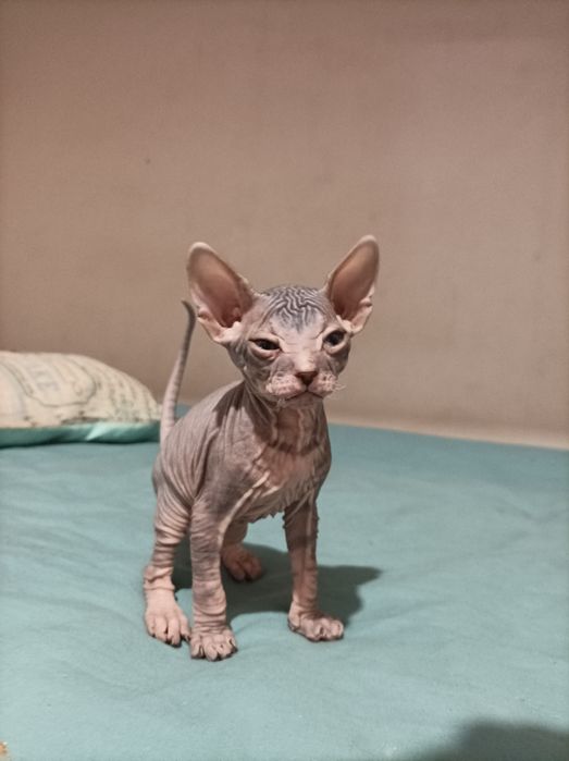 Кошенята Донського Сфінкса!