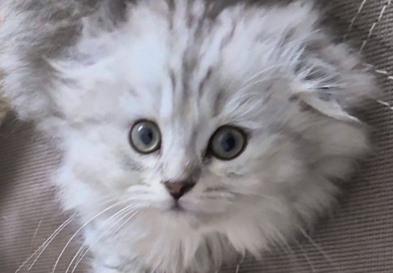 Вислоухий, вислоухая, шотландцы, котёнок, кошечка