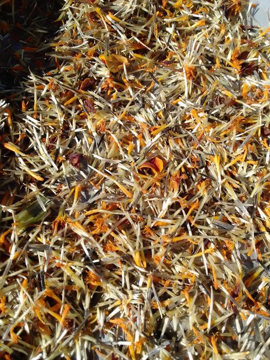 Чорнобривці матусині квіти