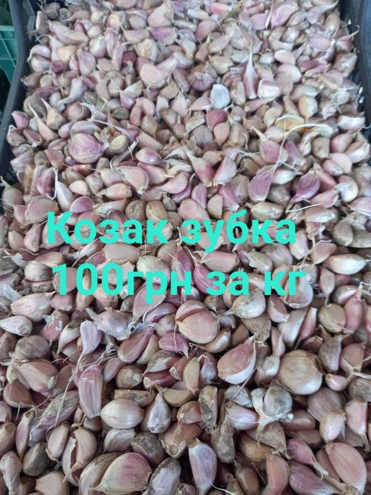 ЧАСНИК Любаша 5+