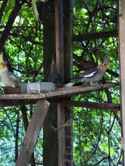 Papuga nimfa papugi nimfy młode