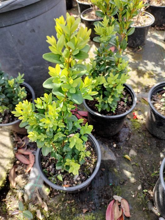 Buxo comum para sebe, e moldar