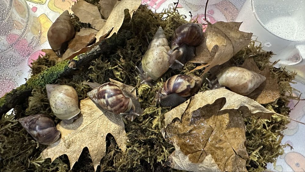 Slimaki Achatina Fulica Standard