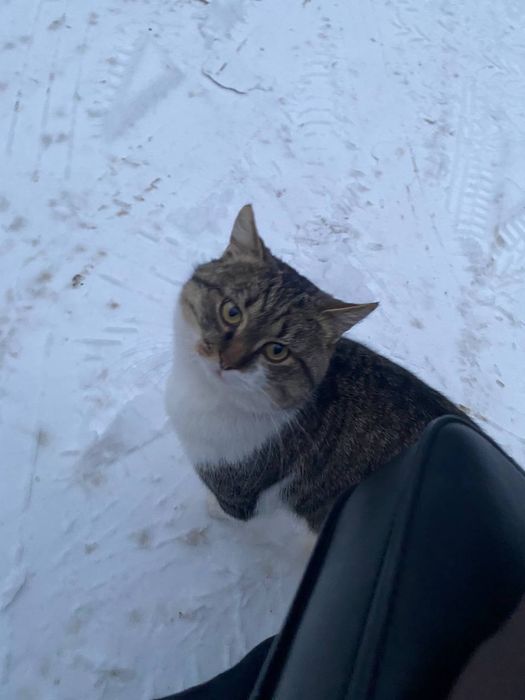 Отдам кота лесного окраса