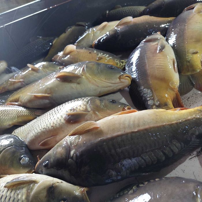 Karp handlowy 1-2,5kg Byszew/łódzkie hurt/detal