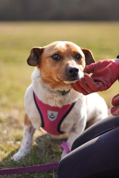 Uroczy Precelek w typie jack russell terriera szuka domu!