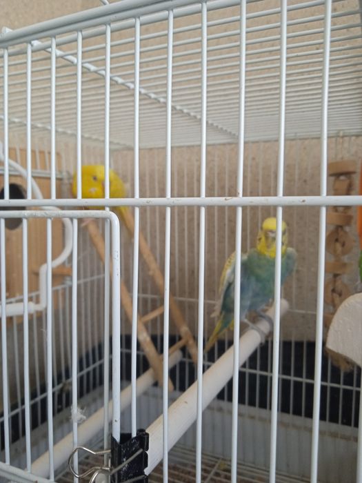 Casal de Piriquitos Australianos reprodutores