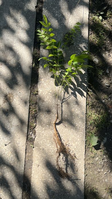 Гліцинія ( вістерія ) саджанці