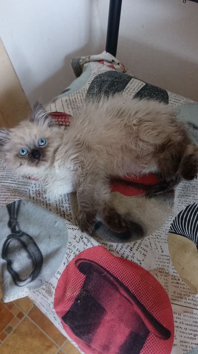 Невська маскарадна хлопчик 2 міс