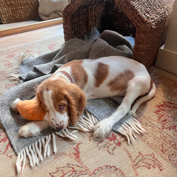 Male Cocker Spaniel Inglês – 3 Meses