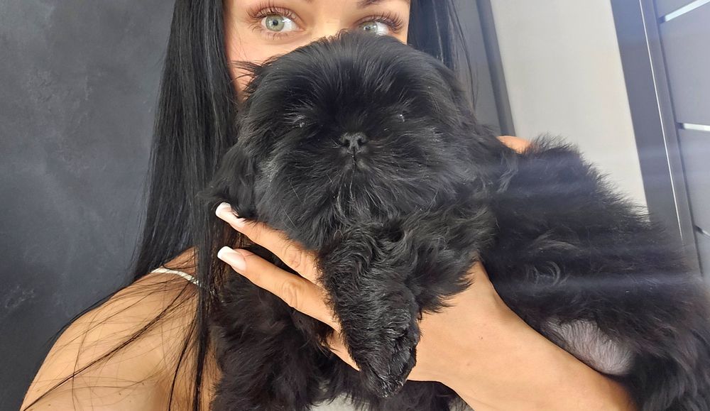 Shih tzu szczeniaczek