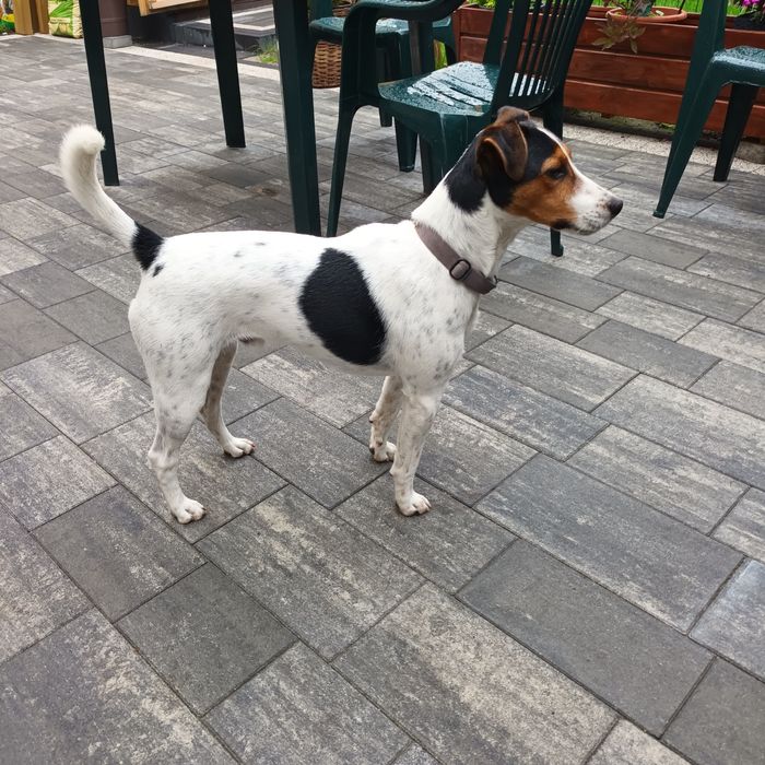 Pies Jack russell terrier