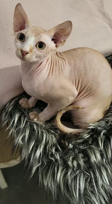 Sfinks kocurek- BUBU-