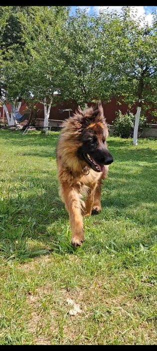 Німецька вівчарка.4 роки