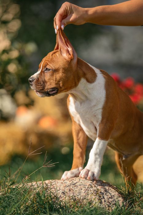 Щенки Amstaff. Документы КСУ, тестированные родители