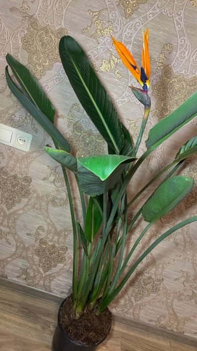 Стрелиция Reginа   h 165 cм