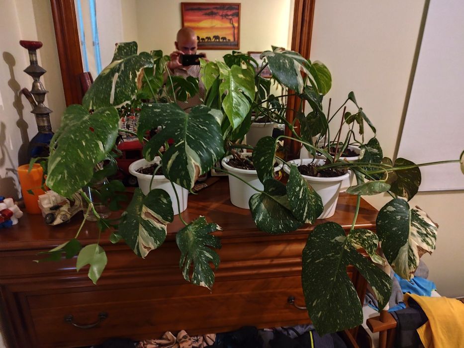 Monstera Thai constellation cut com raiz