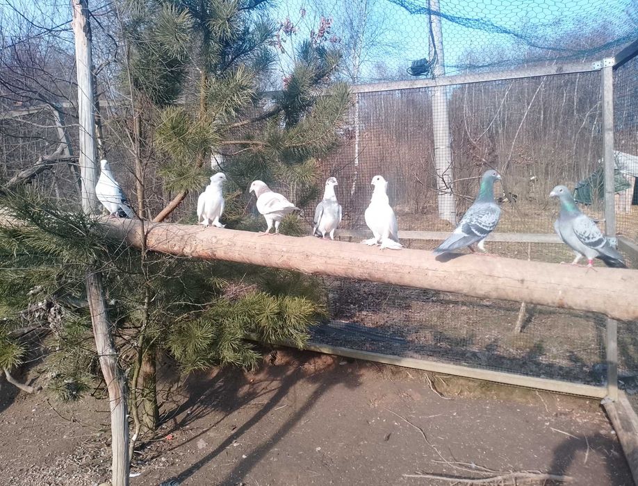 Gołębie na mamki