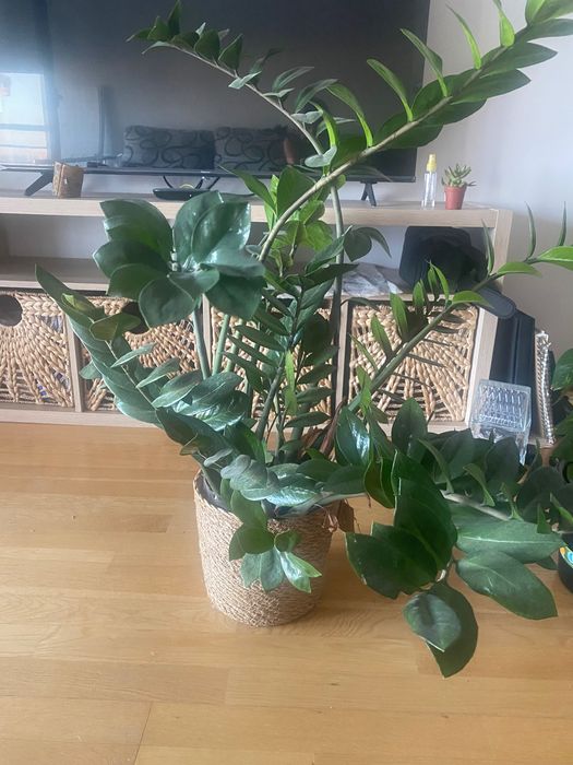 4 house plants cheap!