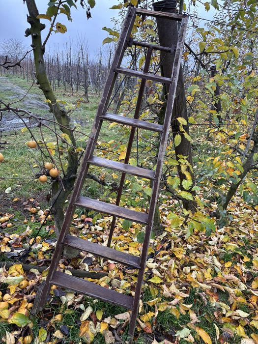 Drabiny sadownicze metalowe/drewniane niskie/wysokie